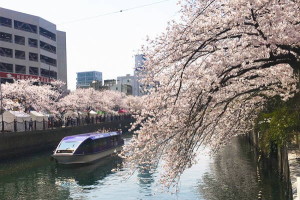 横浜桜10-41